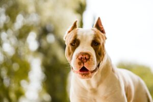 Does Liability Insurance Cover Your Pets?