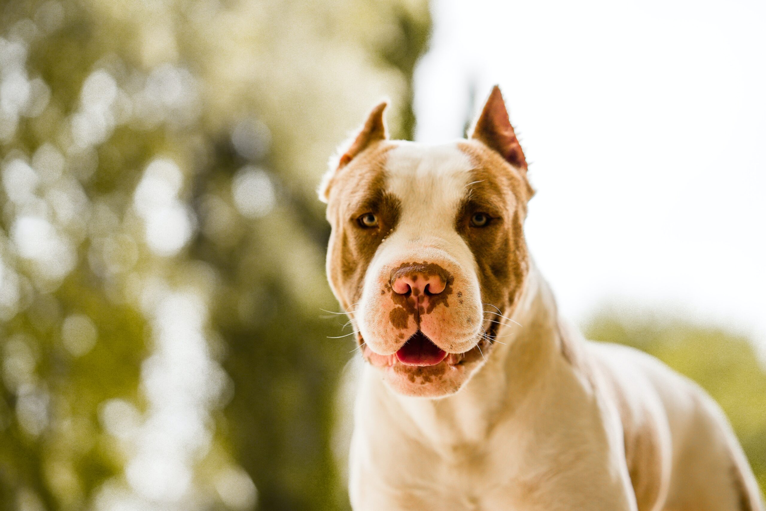 Does Liability Insurance Cover Your Pets?