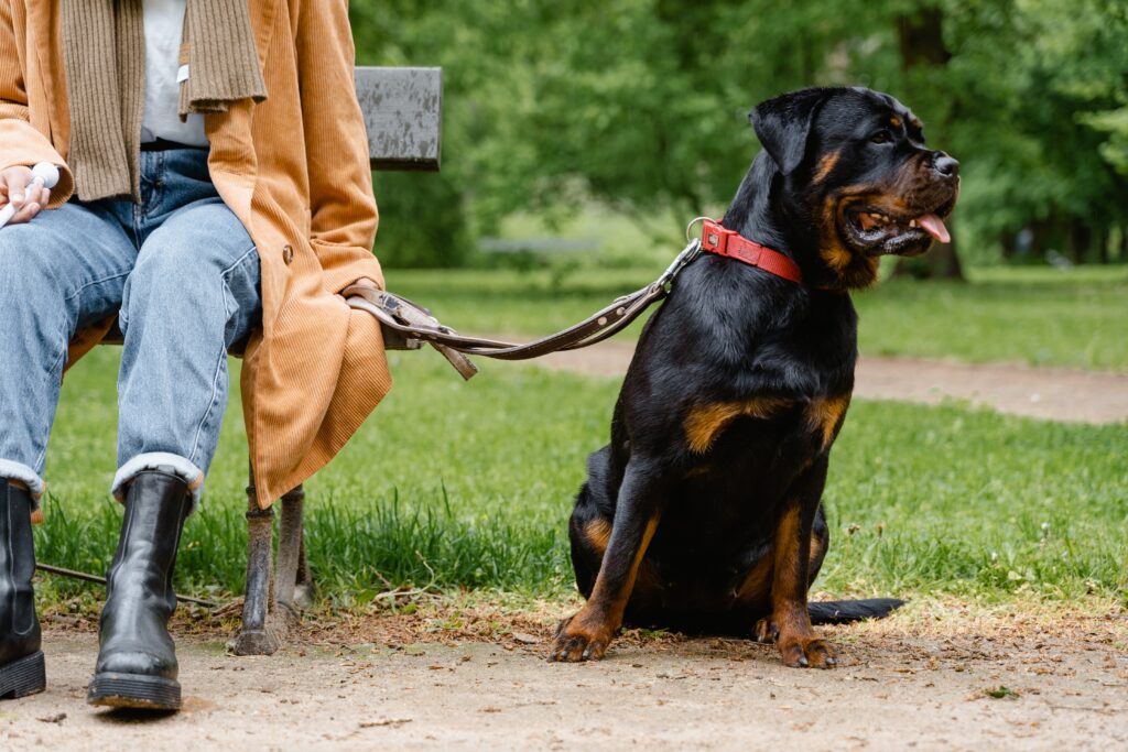 rottweiler on leash next to owner sitting on bench