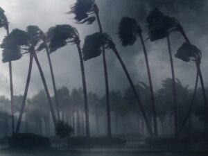 Palm trees in a windstorm