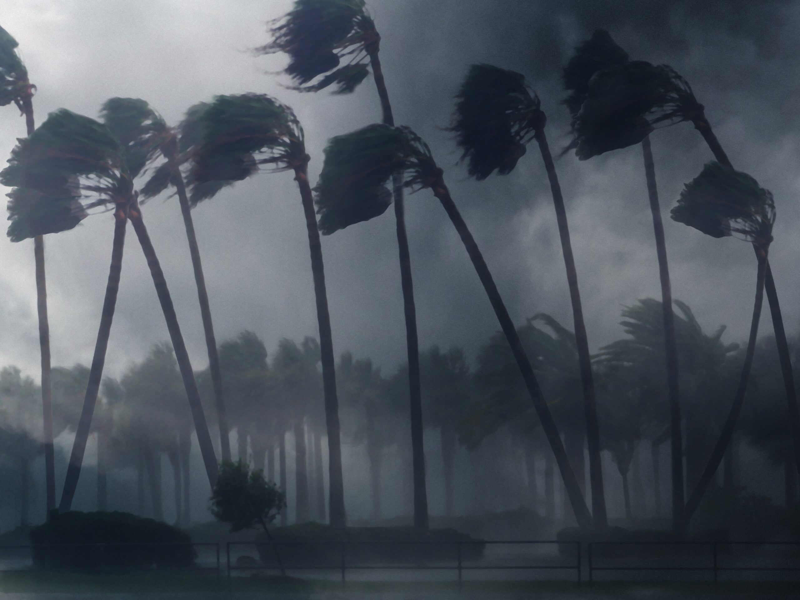 Palm trees in a windstorm