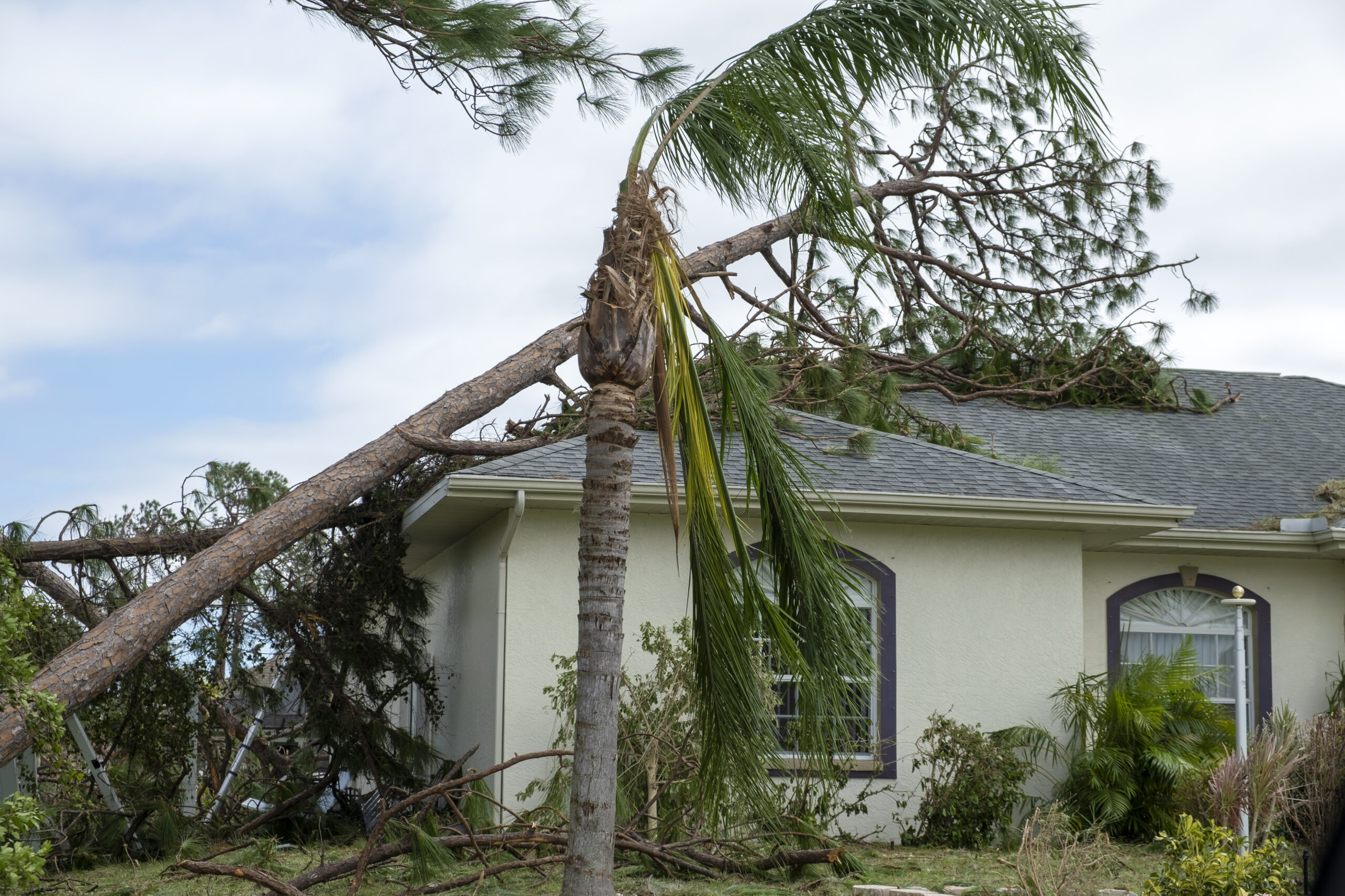tree fallen on roof of house